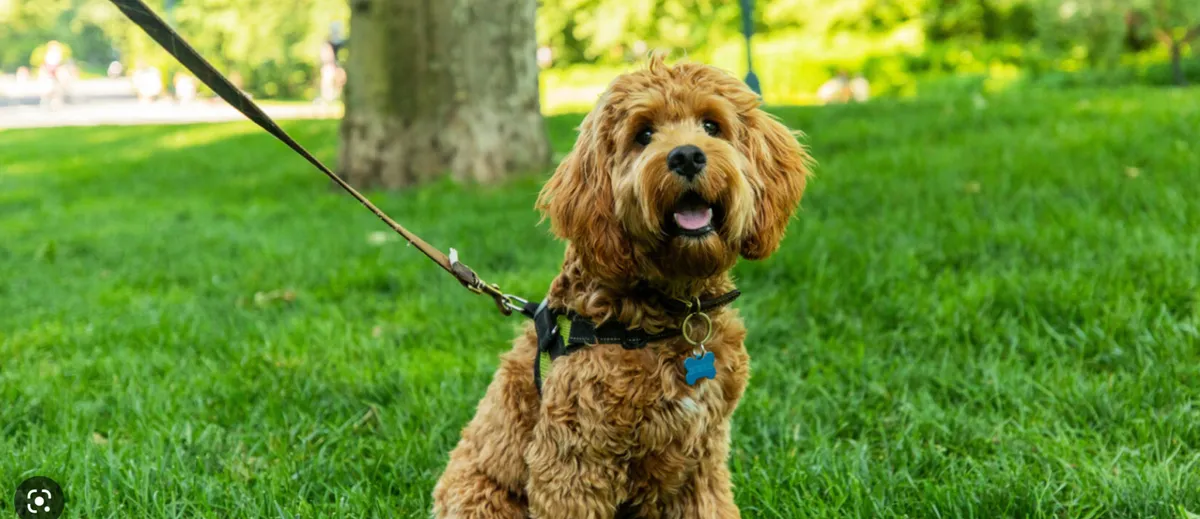 A cheerful exterior view with a dog playing on green grass and trees in the background. The lively atmosphere suggests a park-like setting, ideal for family outings, picnics, or children playing with pets. The presence of the dog adds to the sense of playfulness and outdoor adventure.